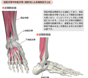 必見 足関節背屈制限の因子を徹底解説 理学療法士おすすめ評価法 理学療法士の新しい働き方改革 自分の力を最大限活かす方法や複業 副業 を大公開